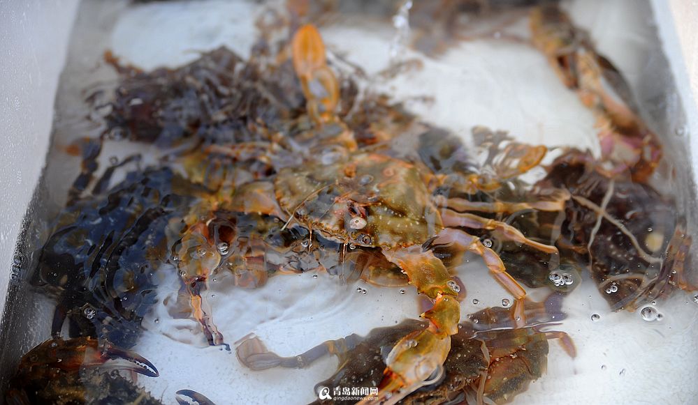 高清：本地石夹红螃蟹涨至60元/斤 上岸被疯抢