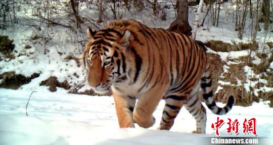 黑龙江自然保护区拍到野生东北虎进食影像（图）