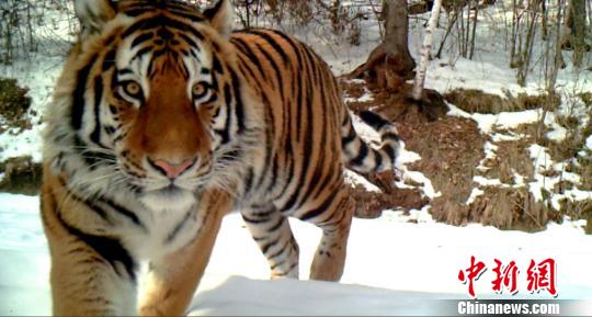 黑龙江自然保护区拍到野生东北虎进食影像（图）
