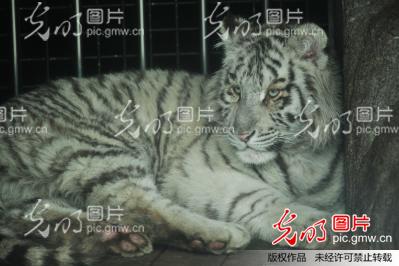 罕见雪虎宝宝春节亮相青岛动物园  全身白色