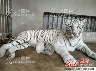 罕见雪虎宝宝春节亮相青岛动物园  全身白色