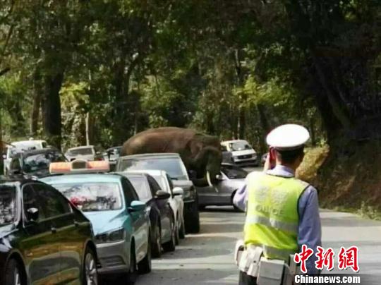 组图：西双版纳野象袭击路边车 14辆车受损