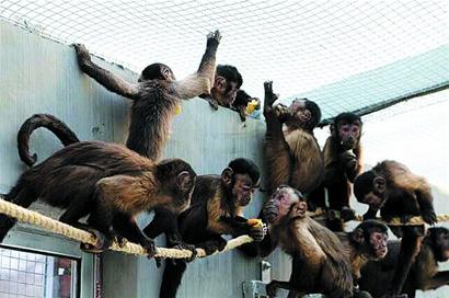 今年春节看猴成时尚 青岛5万多人走进动物园