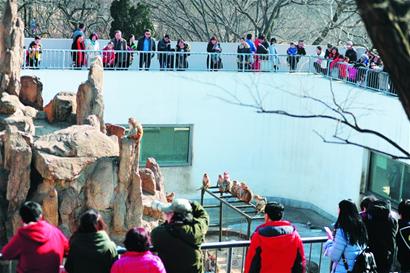 今年春节看猴成时尚 青岛5万多人走进动物园
