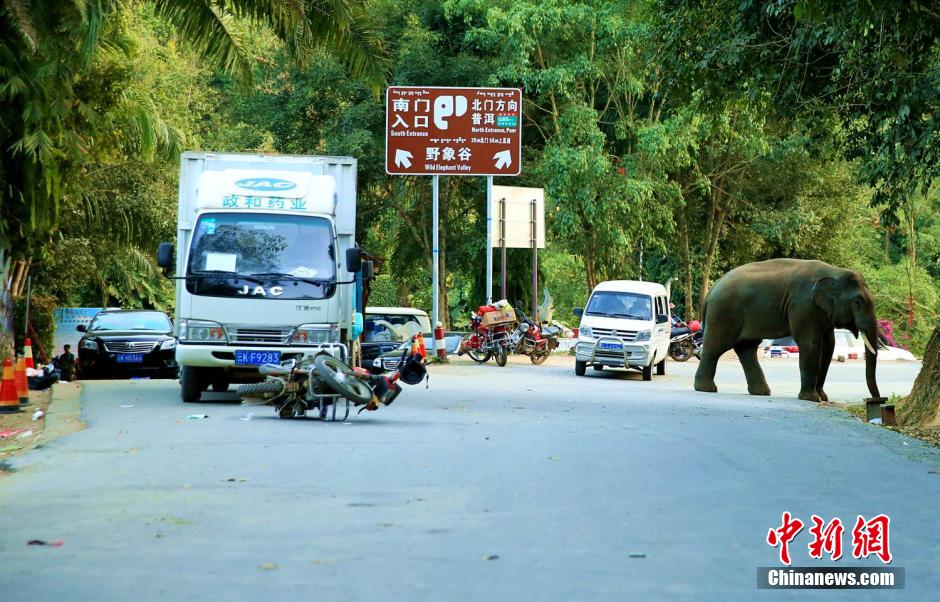 云南西双版纳野象再“逛街” 数百游客车辆被困