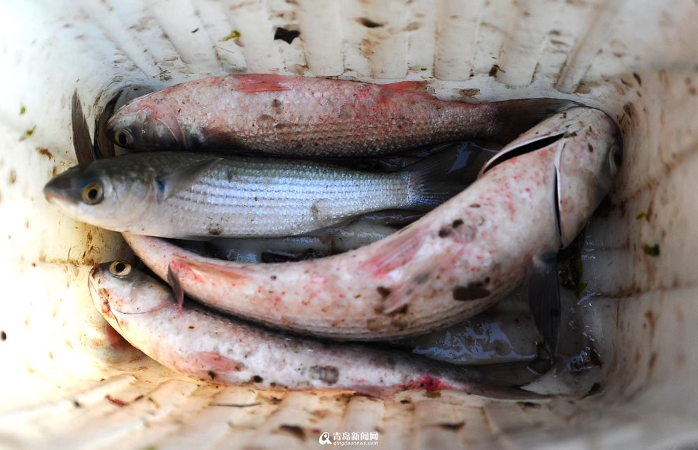高清：浮山湾海域梭鱼成群 能手一小时捕20斤