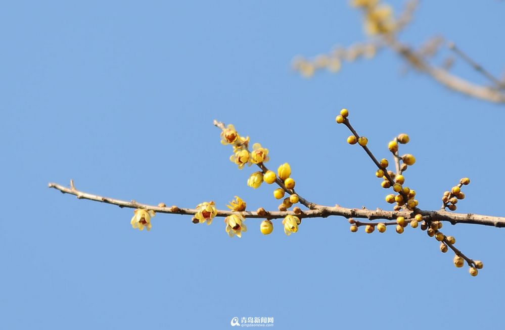 【春消息】八大关腊梅零星绽放 花香沁人心脾