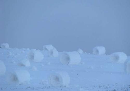 一团团“雪卷”排列在地上，看上去好似棉花糖。