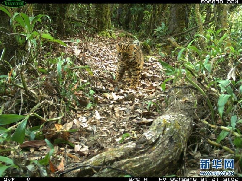 云南再现珍稀动物云猫 凝望镜头萌翻(组图)