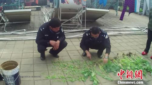 云南网友楼顶私种罂粟花 晒视频招来警察