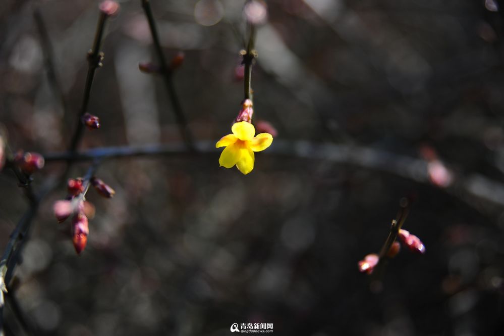【春消息】阳春三月来到 岛城迎春花零星开放
