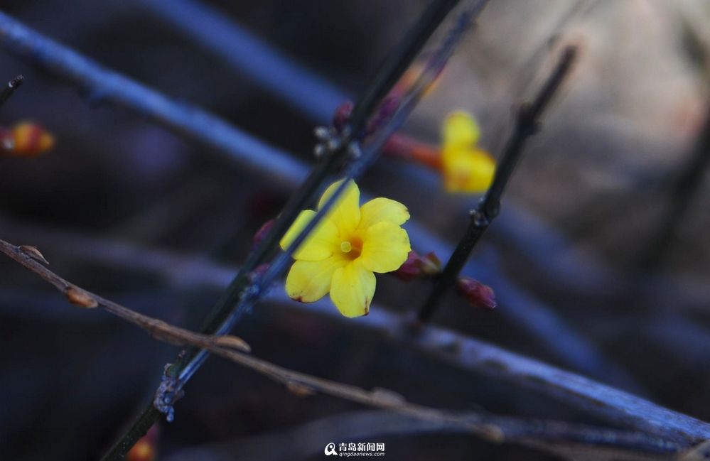 【春消息】阳春三月来到 岛城迎春花零星开放