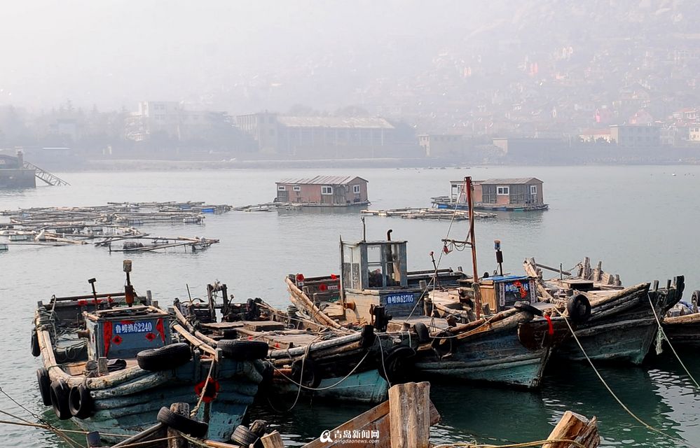 【春游季】1小时车程看美景 3月的青山渔村 - 青岛新闻网