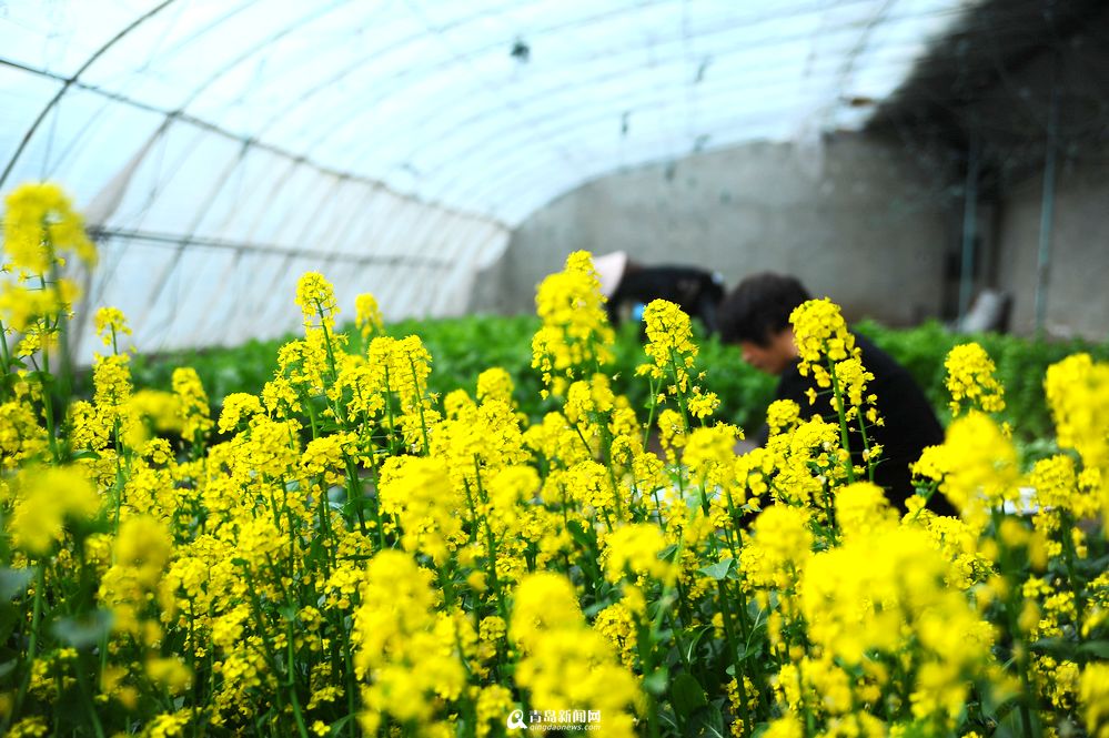 【春游季】温室油菜花盛放 青岛也有黄色花海