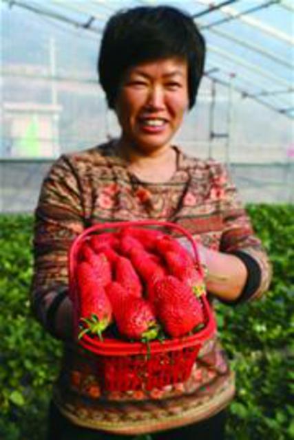 花季未到岛城草莓先上市 各采摘园迎采莓高峰