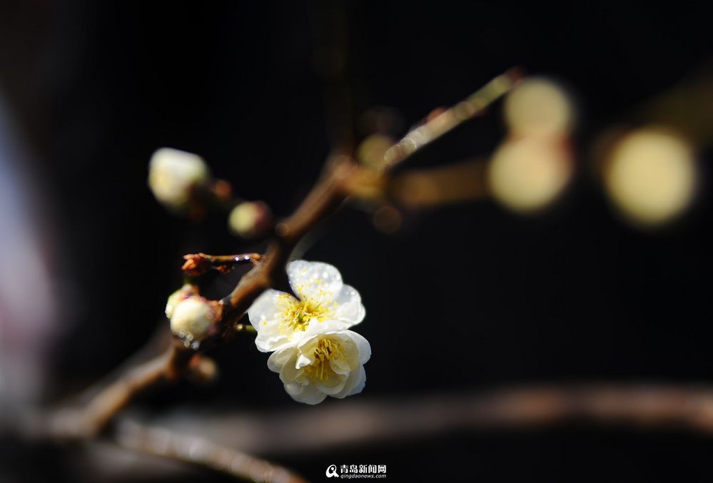 【春消息】中山公园梅花绽放 红白相间惹人爱