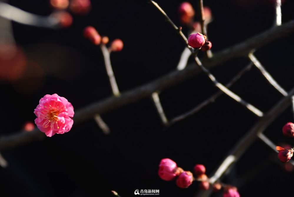 【春消息】中山公园梅花绽放 红白相间惹人爱