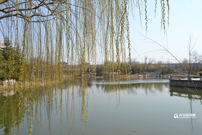 【春游季】国学公园春色渐浓 烟柳画桥如临江南