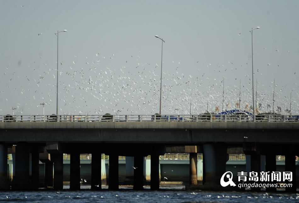 高清:数万海鸥翔集跨海大桥 展翅齐飞场景壮观