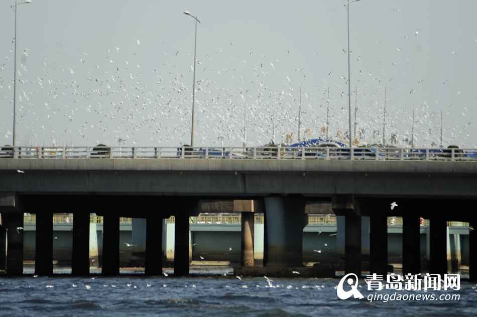 高清:数万海鸥翔集跨海大桥 展翅齐飞场景壮观