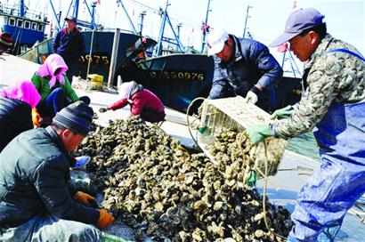 母亲河口迎海蛎子捕捞季 每斤3元上岸被疯抢
