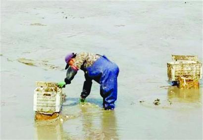 母亲河口迎海蛎子捕捞季 每斤3元上岸被疯抢