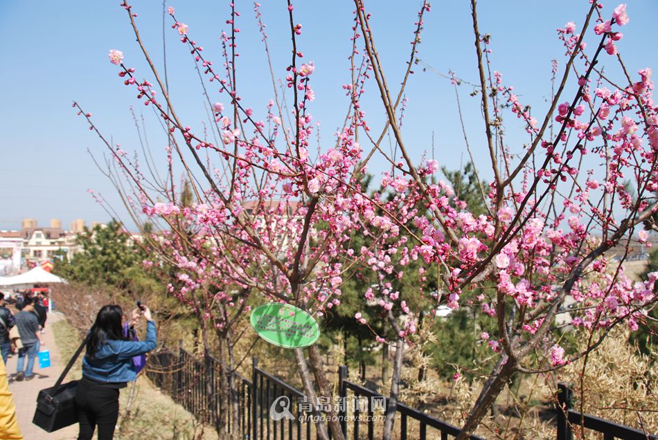 【春游季】黄岛杜鹃花会开幕 万亩杜鹃将绽放
