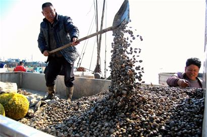 红岛蛤蜊上市十年来最肥 身价翻倍遭商贩争抢