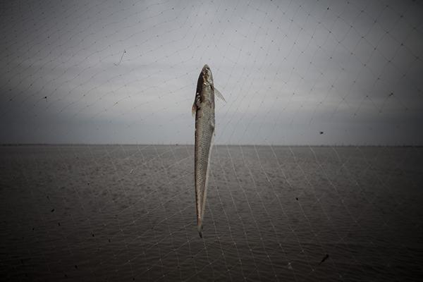 长江刀鱼涨至1.5万元一公斤：明年起或禁捕