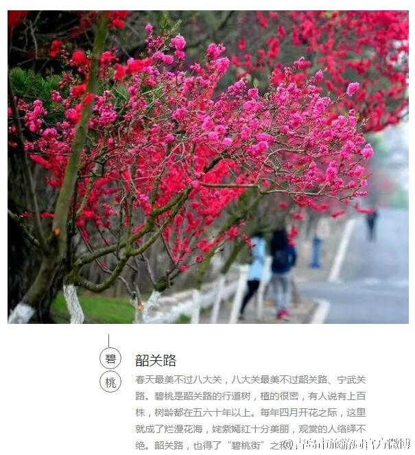 组图：美得不像话 隐藏在青岛的7条绝美赏花线