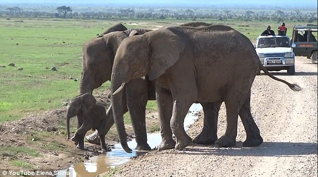 坦桑尼亚可爱小象因胆怯不肯跨过小溪