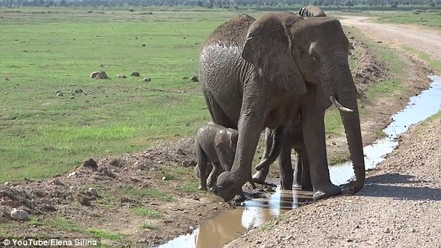 坦桑尼亚可爱小象因胆怯不肯跨过小溪