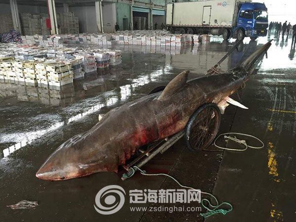浙江渔民误捕4米长大白鲨 重量超千斤