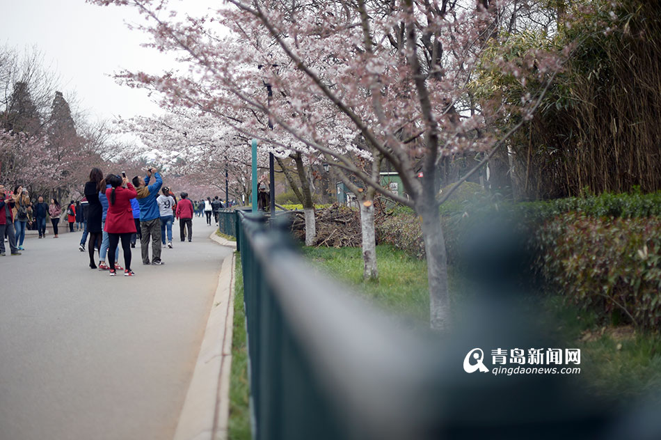 中山公园樱花提前绽放 盛花期下周到来