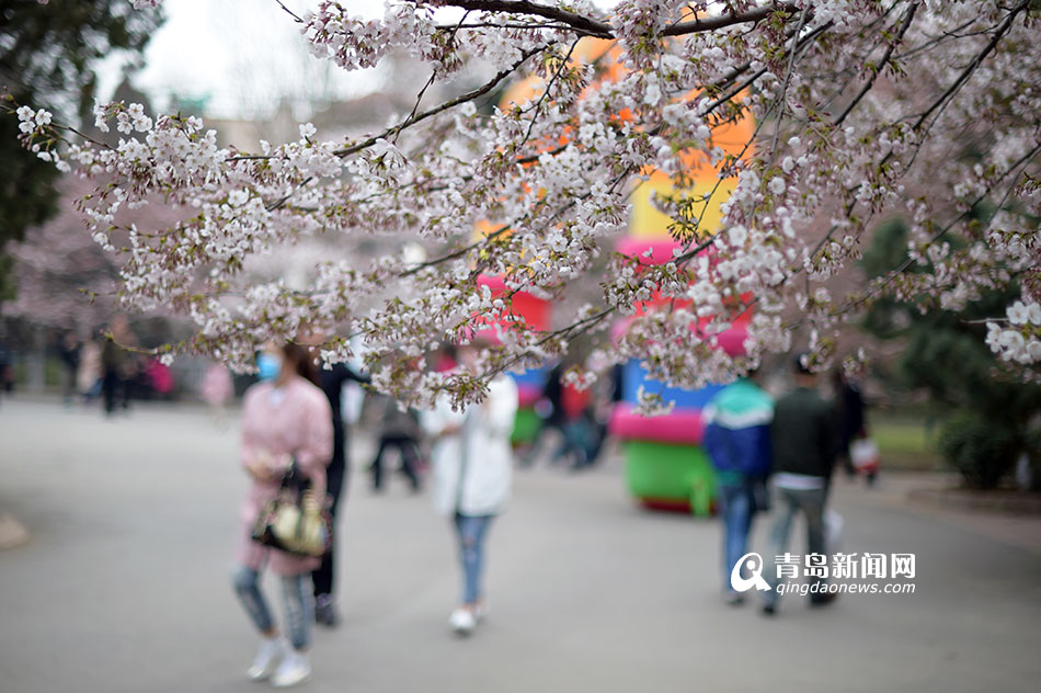 中山公园樱花提前绽放 盛花期下周到来