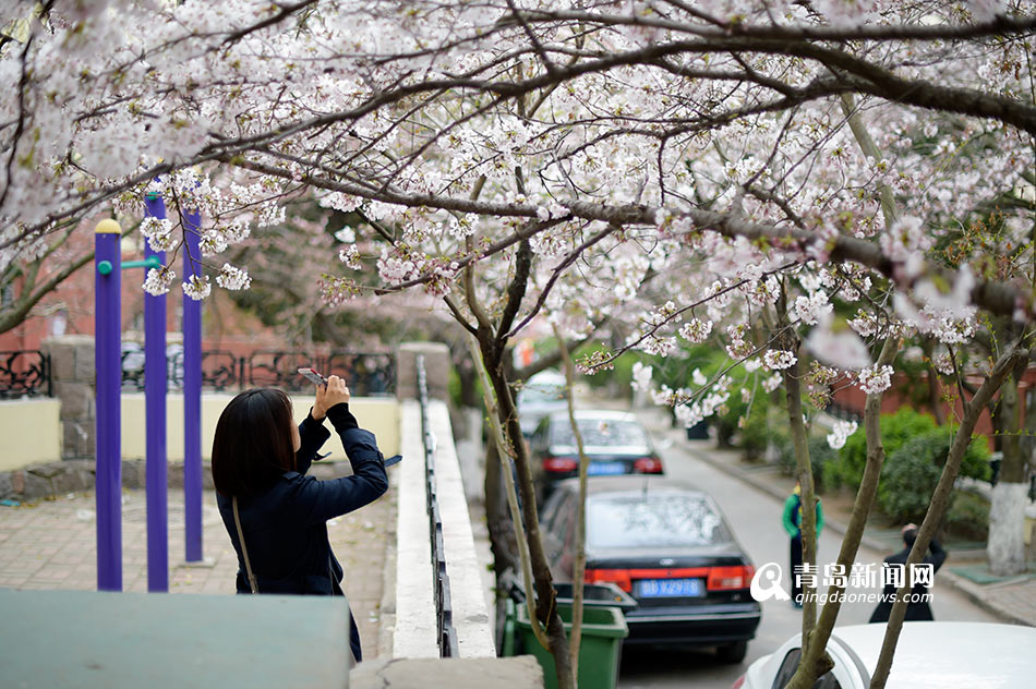青岛最美樱花小路樱花绽放 繁花遮天蔽日
