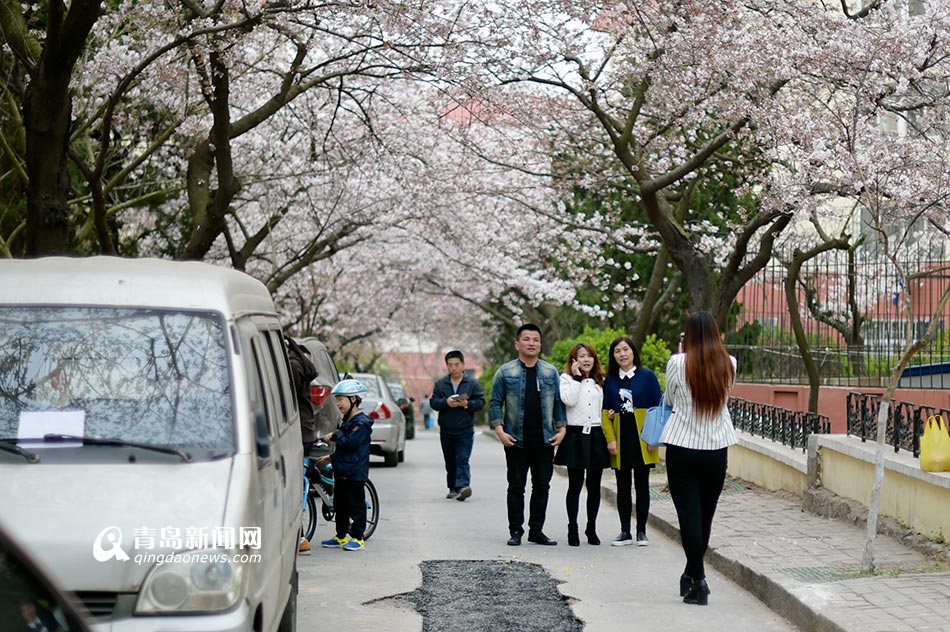 青岛最美樱花小路樱花绽放 繁花遮天蔽日