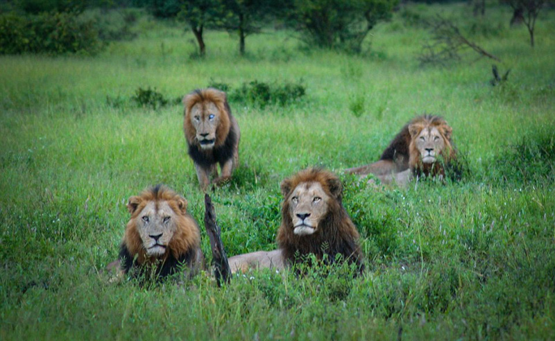 南非六雄狮组联盟 为交配权圈领地