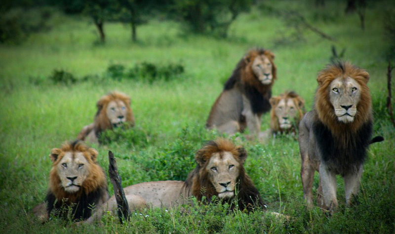 南非六雄狮组联盟 为交配权圈领地