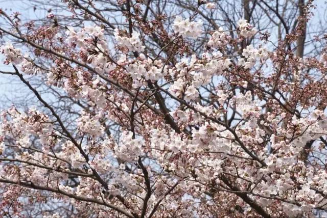在青岛和樱花约会！中山公园将迎樱花盛放