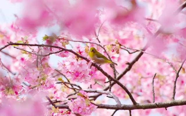 在青岛和樱花约会！中山公园将迎樱花盛放