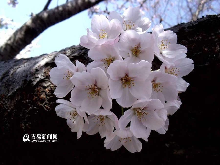 【春季游】看尽青岛樱花 没比这更全的攻略了