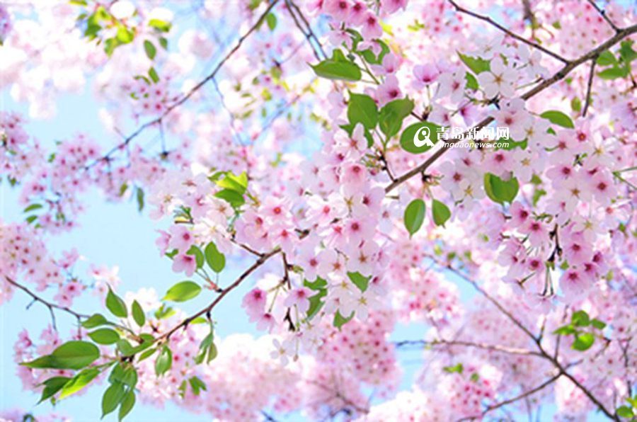 【春季游】看尽青岛樱花 没比这更全的攻略了