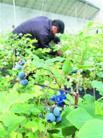 蓝莓出大棚卖出贵族价 销往京沪一斤160元(图)