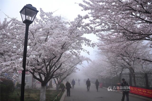 【春游季】中山公园美翻了 雾里樱花你见过没