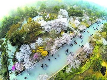 中山公园单樱进入盛花期 樱花大道变花的海洋