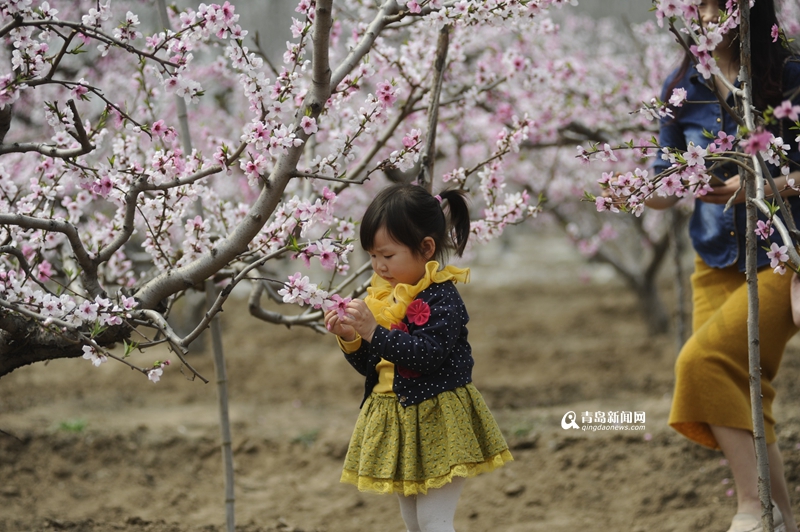 【春游季】胶州万亩桃花盛开 人面桃花相映红