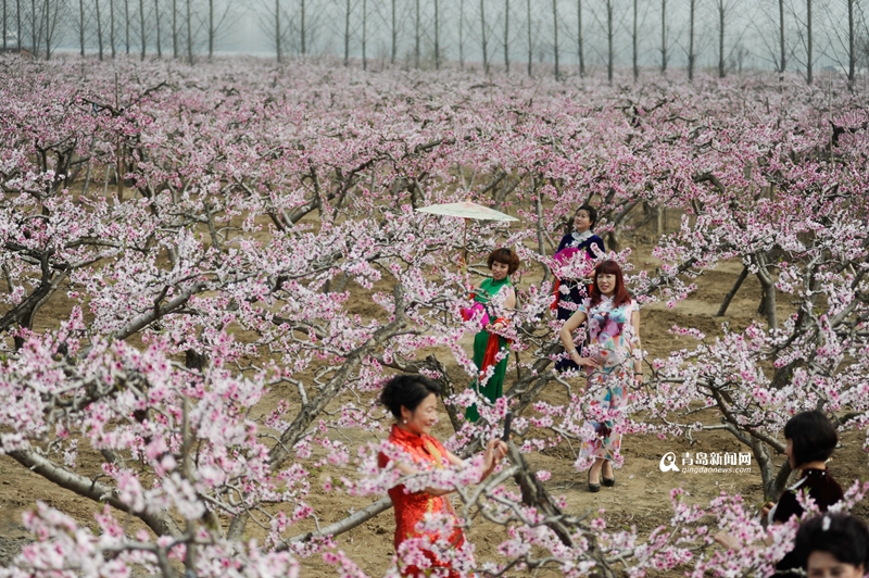 【春游季】胶州万亩桃花盛开 人面桃花相映红