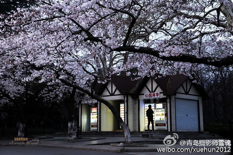 高清：青岛迎最美樱花季 夜间樱花格外妩媚
