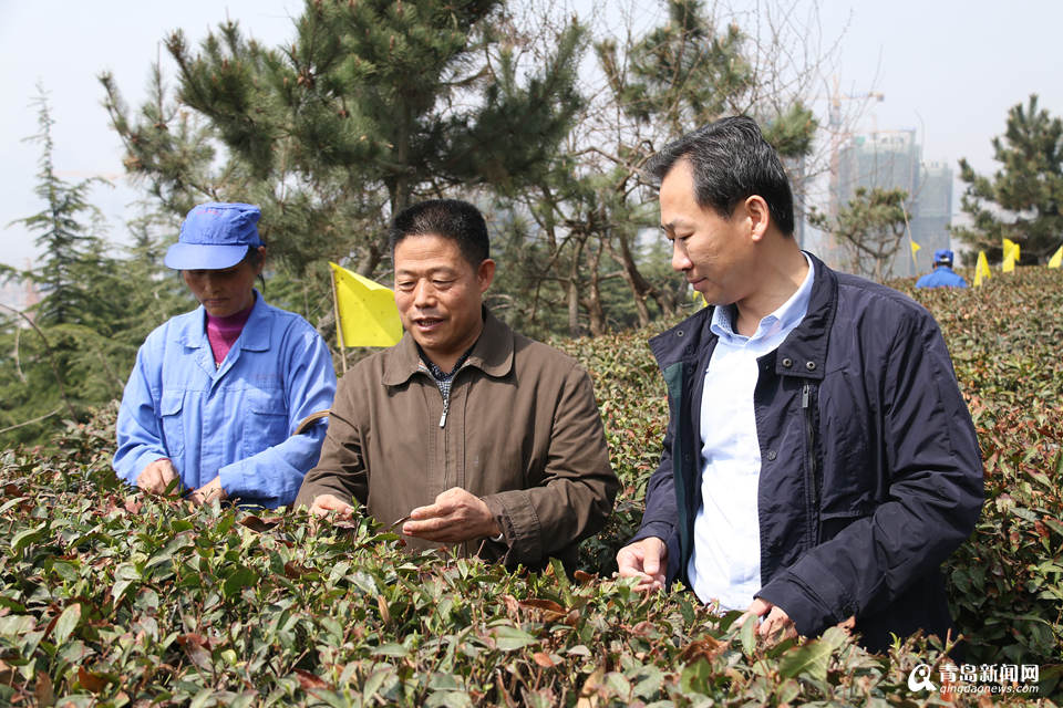 崂山大田春茶开始采摘 年产值达2.3亿